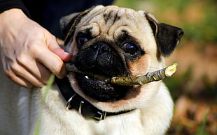 fawn pug eating green tree branch